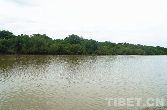 【新时代•幸福美丽新边疆】海南岛东寨港国家自然保护区：东亚候鸟迁徙途经的“驿站”