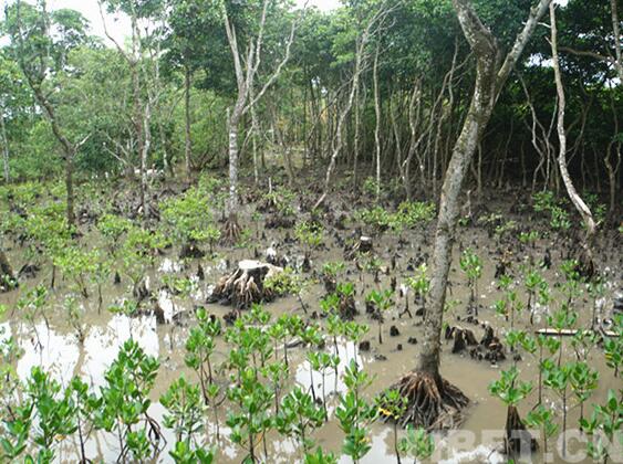 【新时代•幸福美丽新边疆】海南岛东寨港国家自然保护区：东亚候鸟迁徙途经的“驿站”