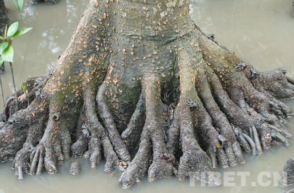 【新时代•幸福美丽新边疆】海南岛东寨港国家自然保护区：东亚候鸟迁徙途经的“驿站”