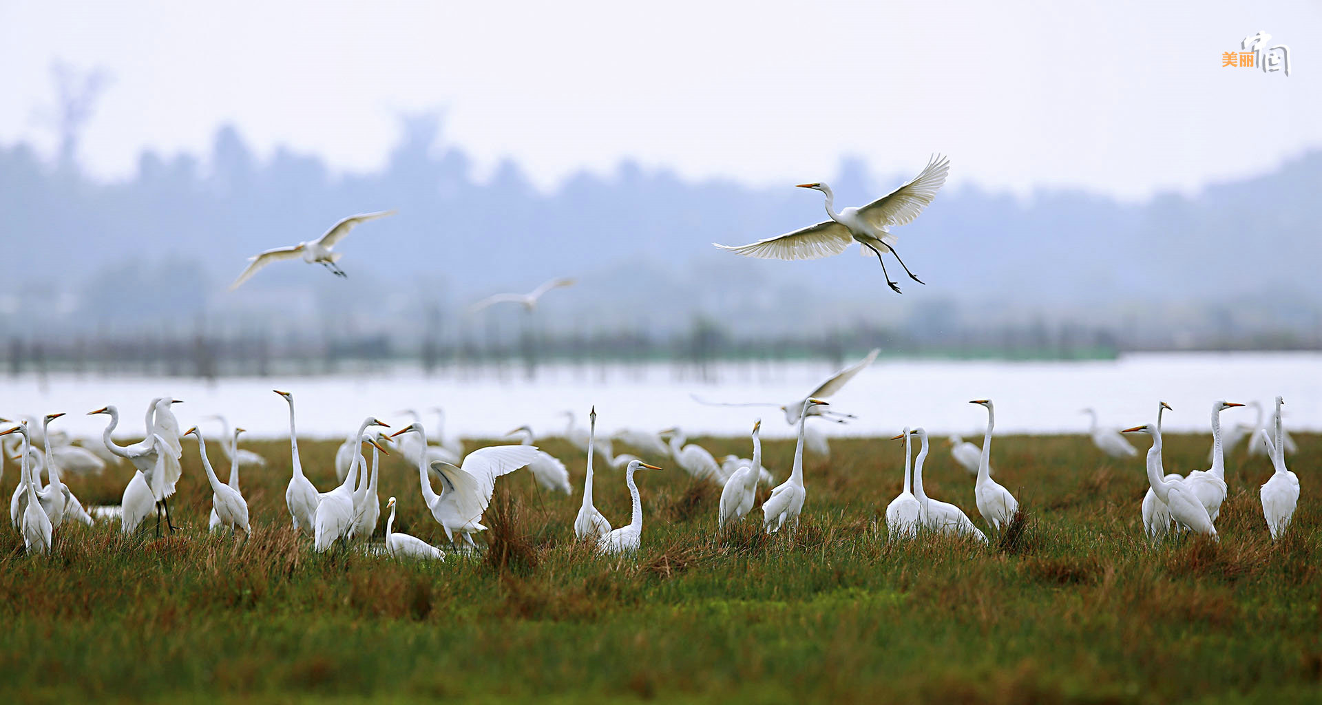 【新时代·幸福美丽新边疆】鸟鸣如诗 红林似画 