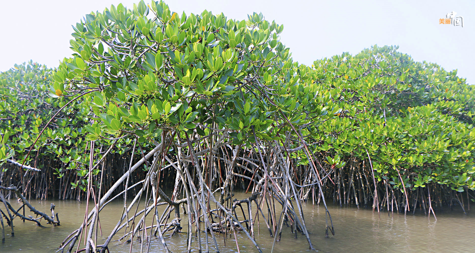 【新时代·幸福美丽新边疆】鸟鸣如诗 红林似画 