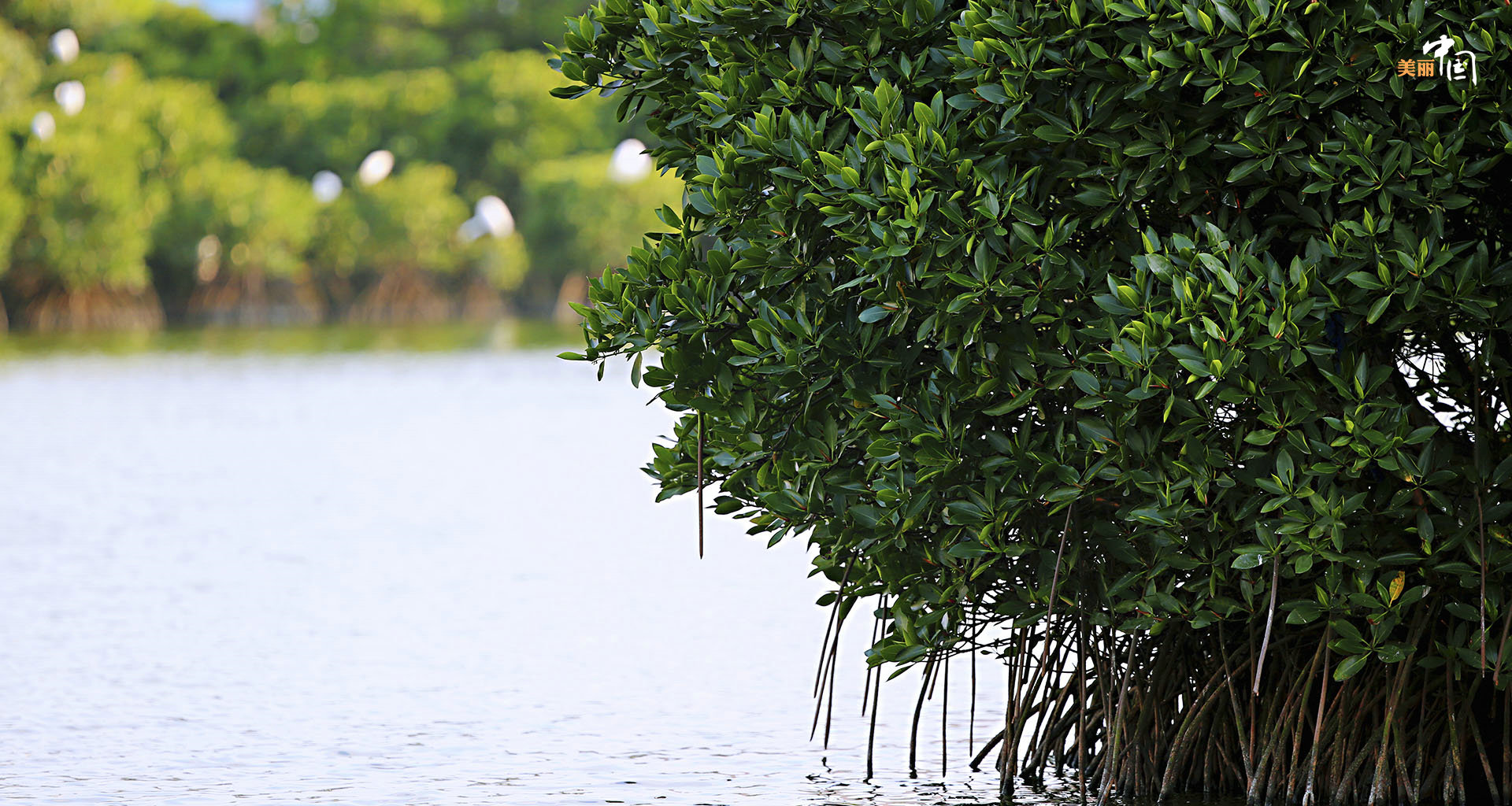 【新时代·幸福美丽新边疆】鸟鸣如诗 红林似画 