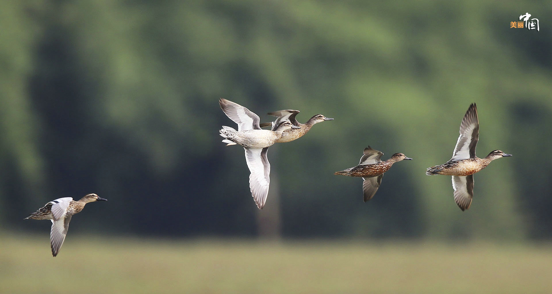 【新时代·幸福美丽新边疆】鸟鸣如诗 红林似画 