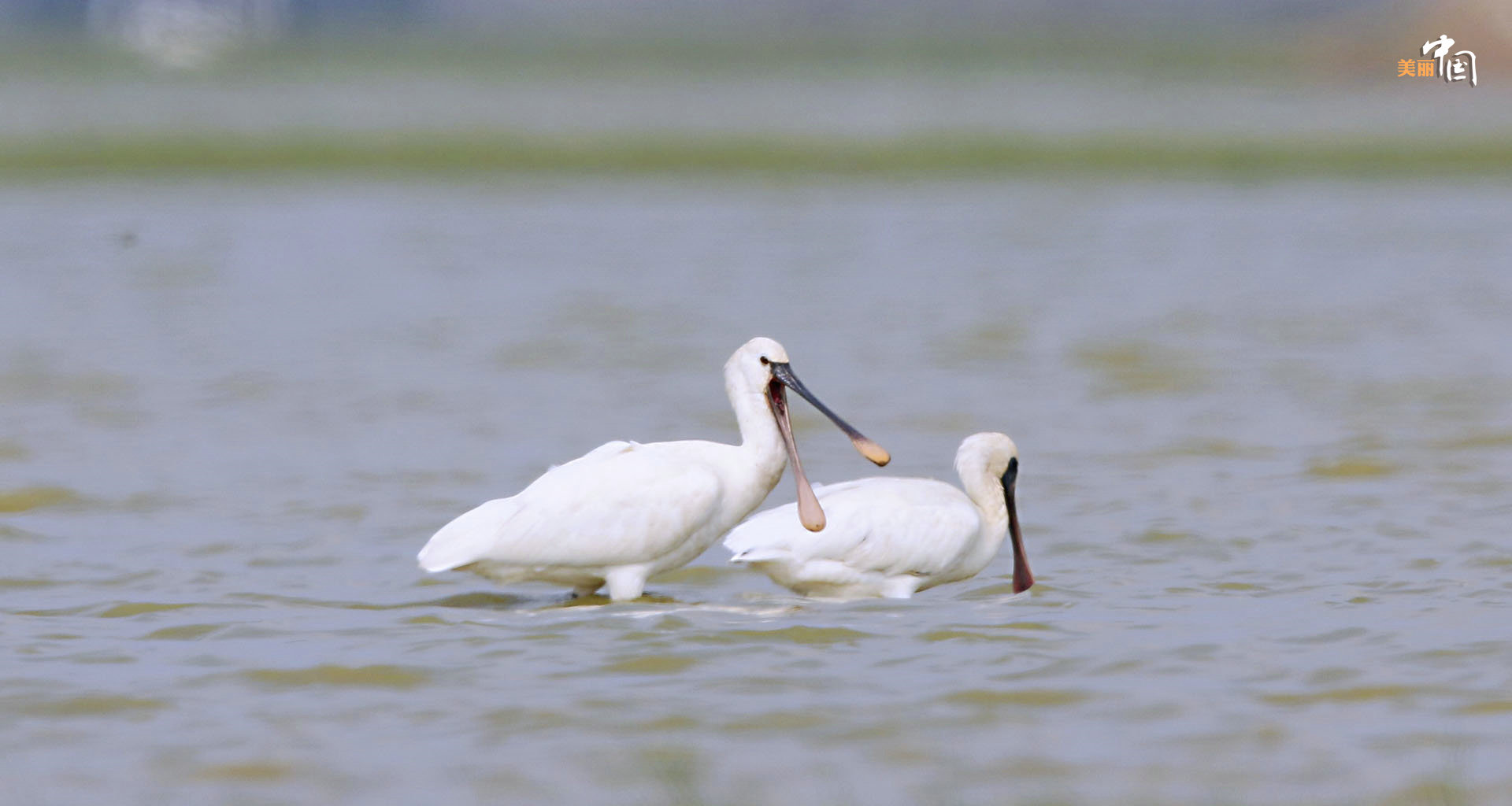 【新时代·幸福美丽新边疆】鸟鸣如诗 红林似画 