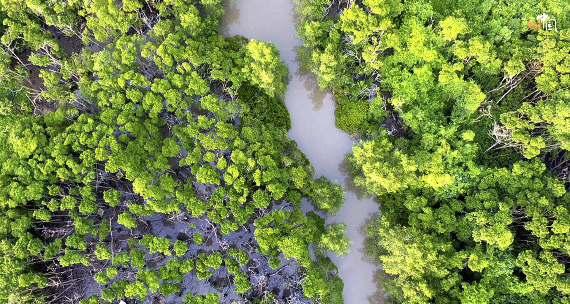 【新时代·幸福美丽新边疆】鸟鸣如诗 红林似画 