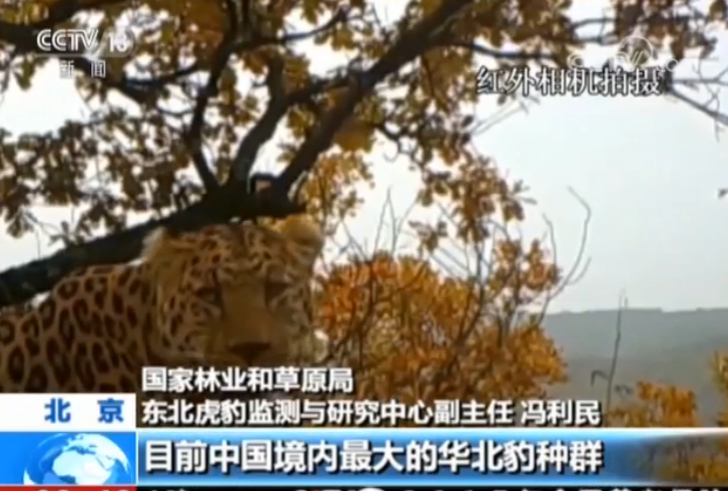我国发现迄今最大华北豹种群 黄土高原脆弱生态开始恢复