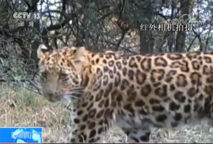 我国发现迄今最大华北豹种群 黄土高原脆弱生态开始恢复