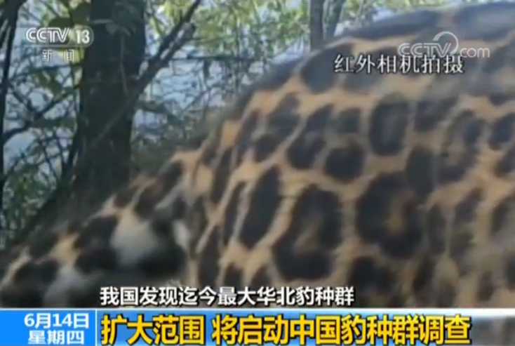 我国发现迄今最大华北豹种群 黄土高原脆弱生态开始恢复