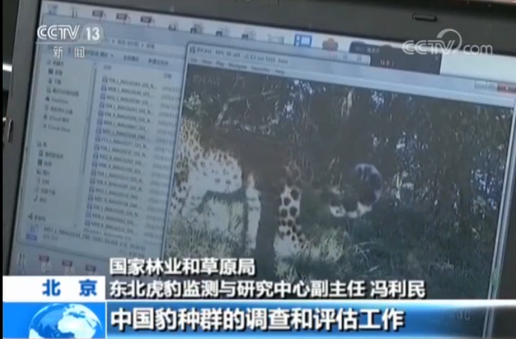 我国发现迄今最大华北豹种群 黄土高原脆弱生态开始恢复