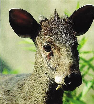 揭开巫山“山鬼”真相 石壁上的文字是不是“天书”