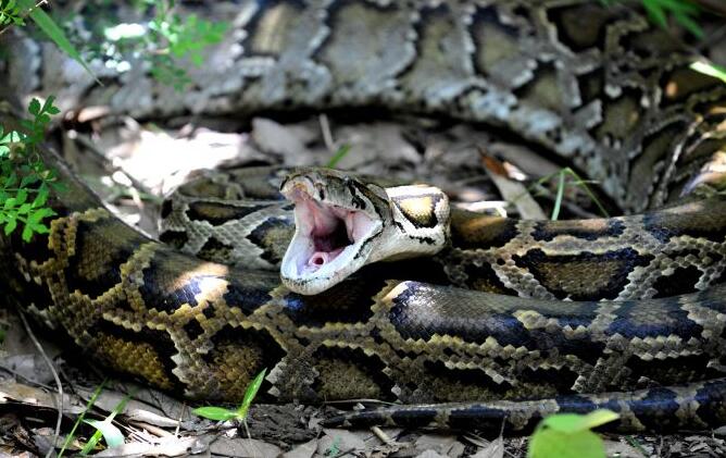 印尼7米长巨蟒吞噬女子 村民将蟒蛇打死剖开肚