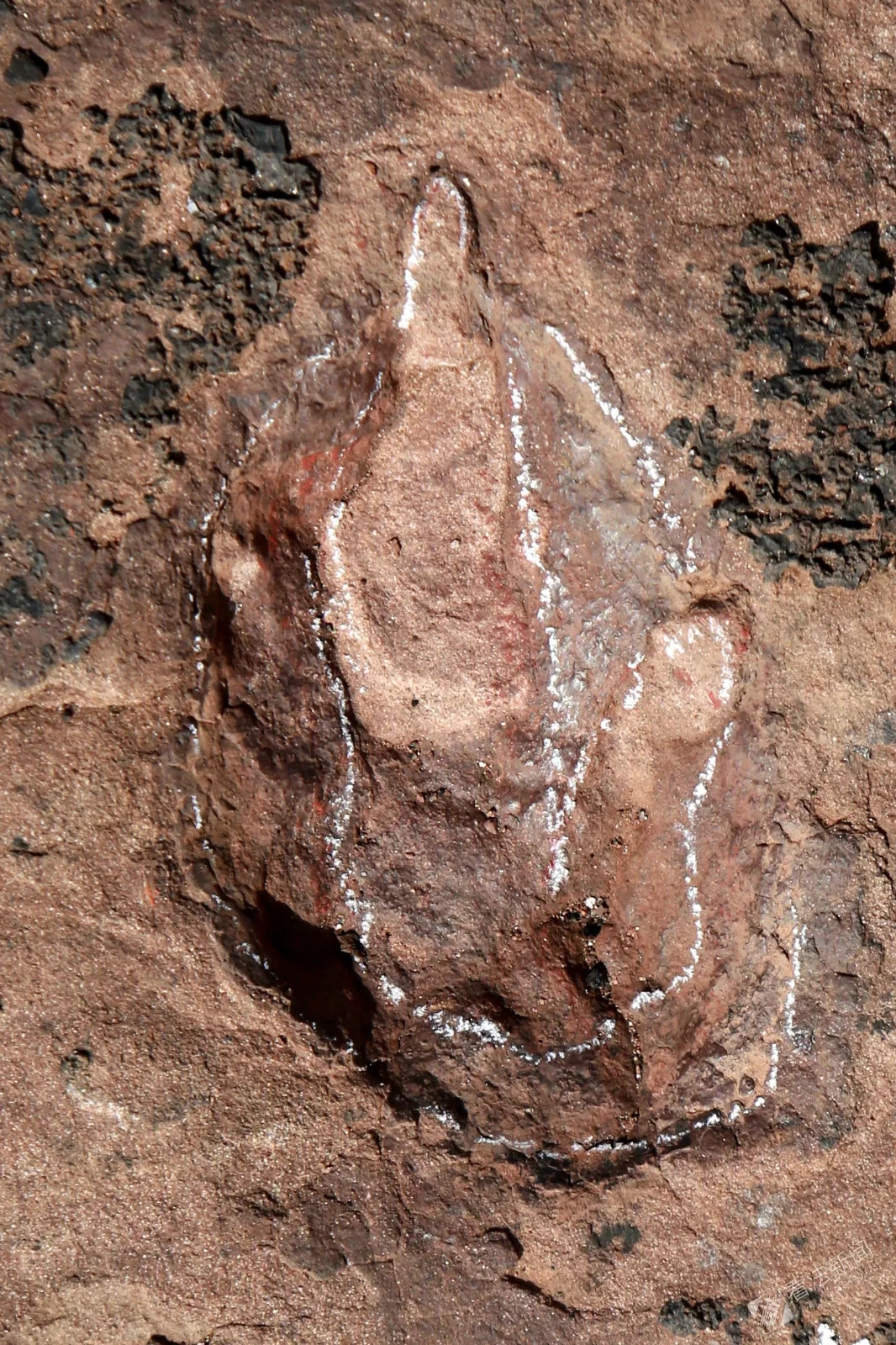 世界首例！侏罗纪猜想证实！关于恐龙，在临沂有重大发现