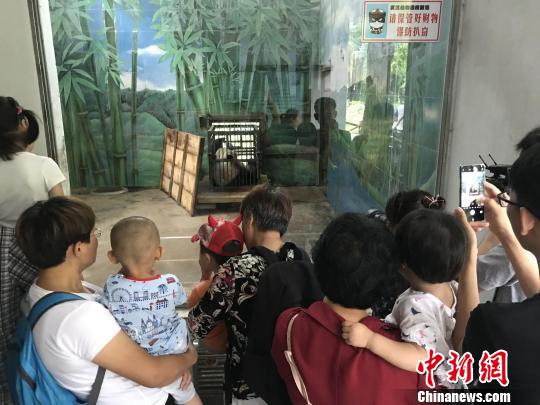 武汉大熊猫遭虐待：“伟伟”寄养武汉十年 今日返回老家四川