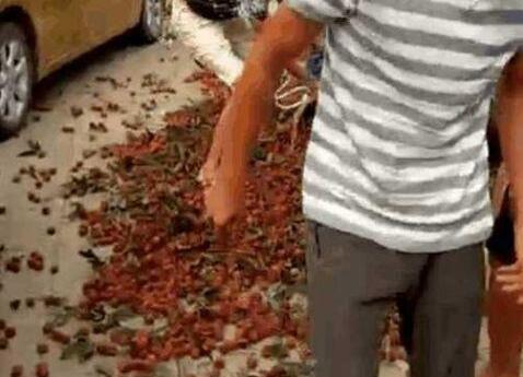 丰产不丰收？广西荔枝滞销 果农：今年荔枝贱过泥 五毛一斤无人要