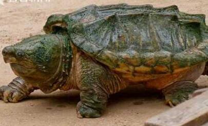 鳄龟胃现人类手指 美国一男子剖开鳄龟准备大快朵颐却见手指