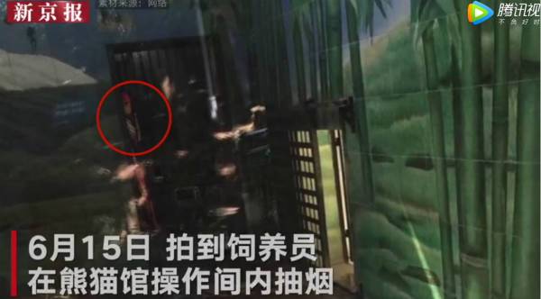 饲养员摊事了！武汉大熊猫遭虐待 伟伟伤痕累累生殖器脱毛遭遇了什么？