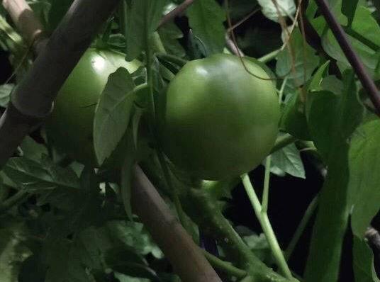 这波操作666!男生寝室种西瓜 两名