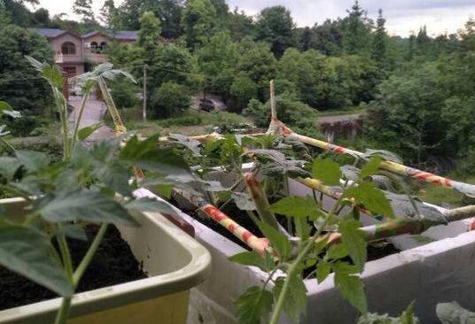 这波操作666!男生寝室种西瓜 两名