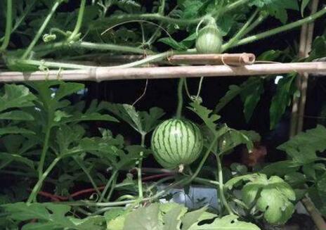 这波操作666!男生寝室种西瓜 两名