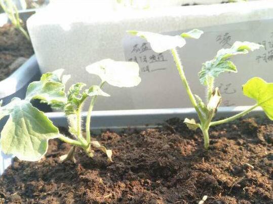 这波操作666!男生寝室种西瓜 两名