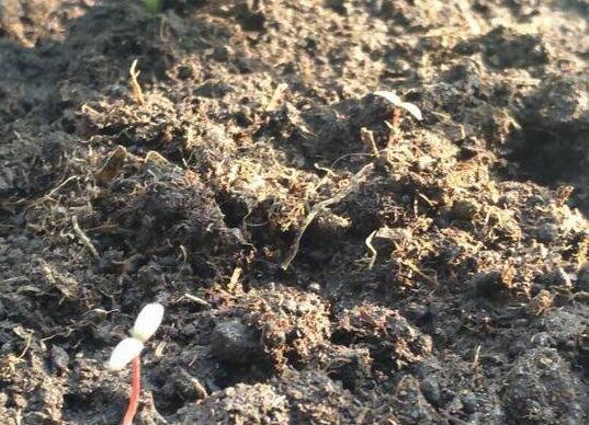 这波操作666!男生寝室种西瓜 两名