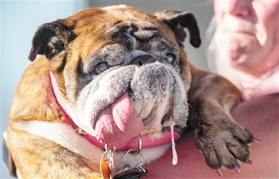 世界丑狗大赛：世界最丑狗狗是9岁的莎莎 被铲屎官宠上天