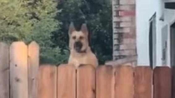 世界丑狗大赛：世界最丑狗狗是9岁的莎莎 被铲屎官宠上天