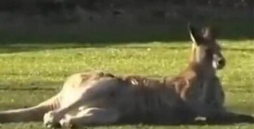 袋鼠意外闯进女足赛场 卧在球门前当起“守门员”