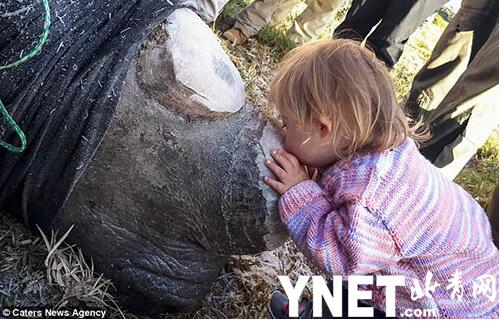 南非公园：小女孩献吻犀牛 为防偷猎白犀牛“舍角保命”