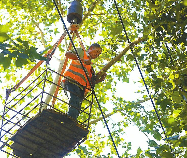 狂风来袭树遭殃：市区倒了2400余棵 “树大招风”还惹了不少祸