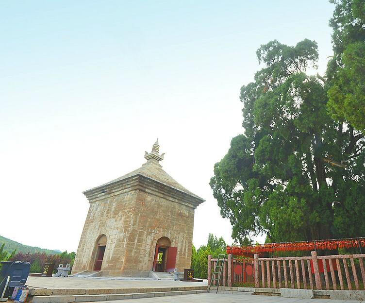 济南古树名木保护情况：景区老树有专人照顾 村里古木却受“冷落”
