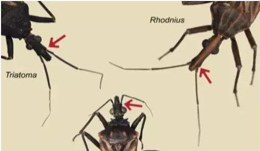 疾控中心悬赏找虫:8元1只悬赏锥蝽 是疾病的传播媒介