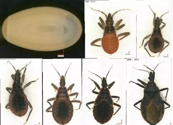 疾控中心悬赏找虫:8元1只悬赏锥蝽 是疾病的传播媒介