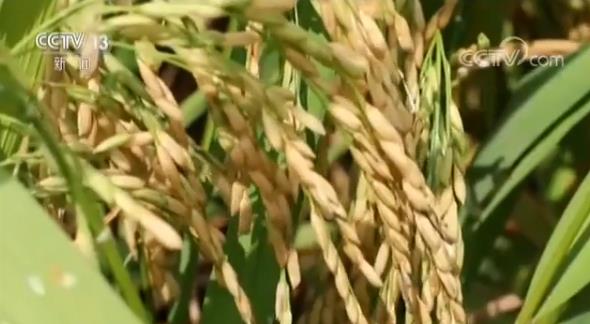 我国农业农村经济稳中向优 一二三产业融合发展农民受益