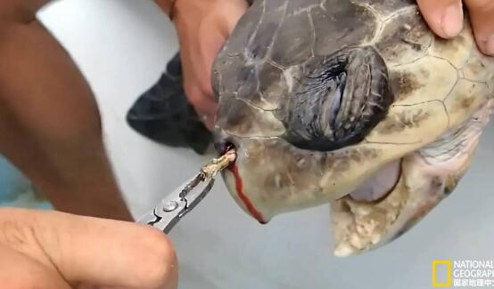 星巴克禁塑料吸管 保护海洋动物生命不受人类垃圾间接威胁