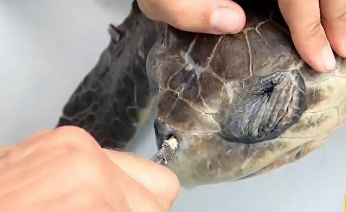 星巴克禁塑料吸管 保护海洋动物生命不受人类垃圾间接威胁