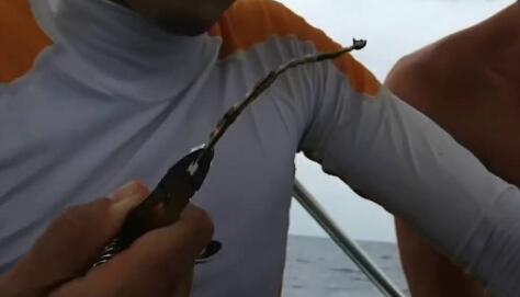 星巴克禁塑料吸管 保护海洋动物生命不受人类垃圾间接威胁