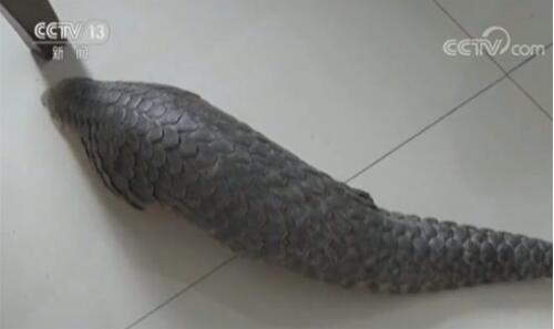 江西省修水县:穿山甲现身小区 穿山甲以蚂蚁为食对森林有益