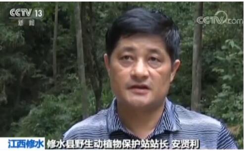 江西省修水县:穿山甲现身小区 穿山甲以蚂蚁为食对森林有益