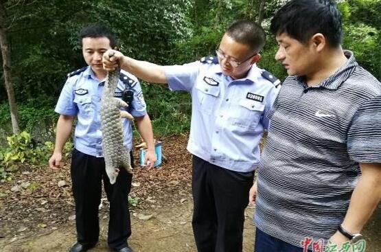 江西省修水县:穿山甲现身小区 穿山甲以蚂蚁为食对森林有益