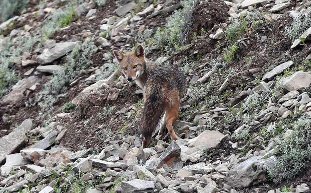 西藏喜马拉雅山脉首次发现亚洲胡狼 胡狼面对镜头露出蜜汁微笑