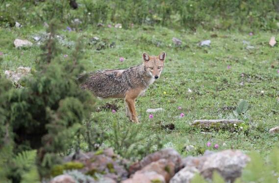 西藏喜马拉雅山脉首次发现亚洲胡狼 胡狼面对镜头露出蜜汁微笑