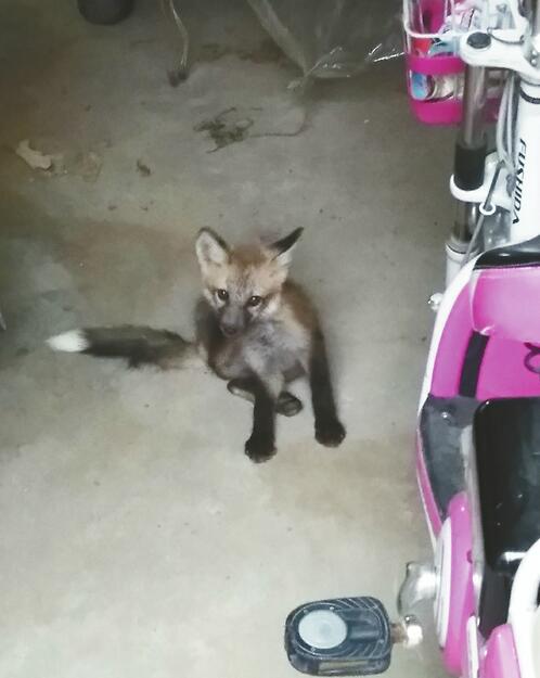 穿梭”抖音微博朋友圈 小狐狸成小区“网红” 专家：赤狐能伤人 建议报警处理