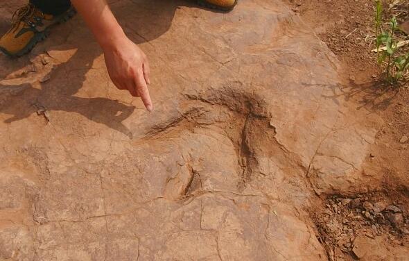 白垩纪研究:巨型恐龙遗骸出土 山东郯城出土巨型恐龙足迹化石群