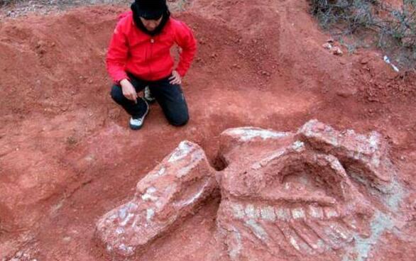 侏罗纪世界?巨型恐龙遗骸出土 