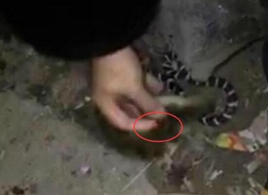 真相细思极恐!网购银环蛇被咬伤 呼吸、心跳停止抢救50分钟才恢复