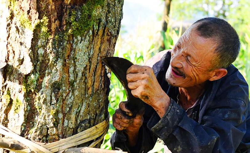 割漆30年 实拍即将消失的“割漆匠”