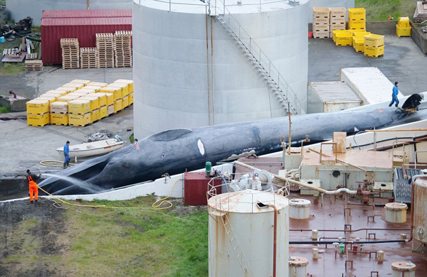 遍地血肉!冰岛疑似捕杀蓝鲸 肢解切碎后销往日本