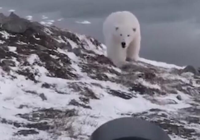 我不要面子的吗?徒手吓走北极熊 遇