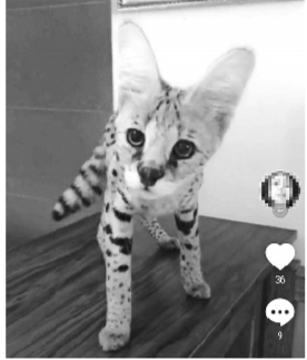 抖音用户售二级保护动物  私人饲养野生动物有风险